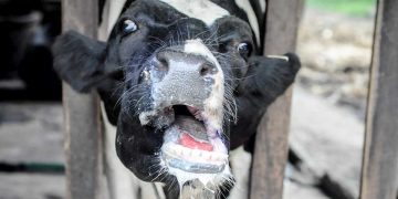 Hayvanlarda Şap Hastalığı