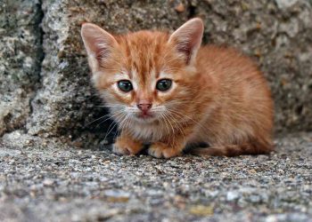 Köpek ve Kedilerde Raşitizm Hastalığı