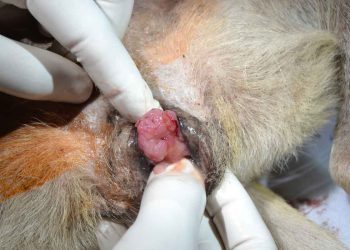 Köpeklerde TVT Hastalığının Teşhis ve Tedavisi