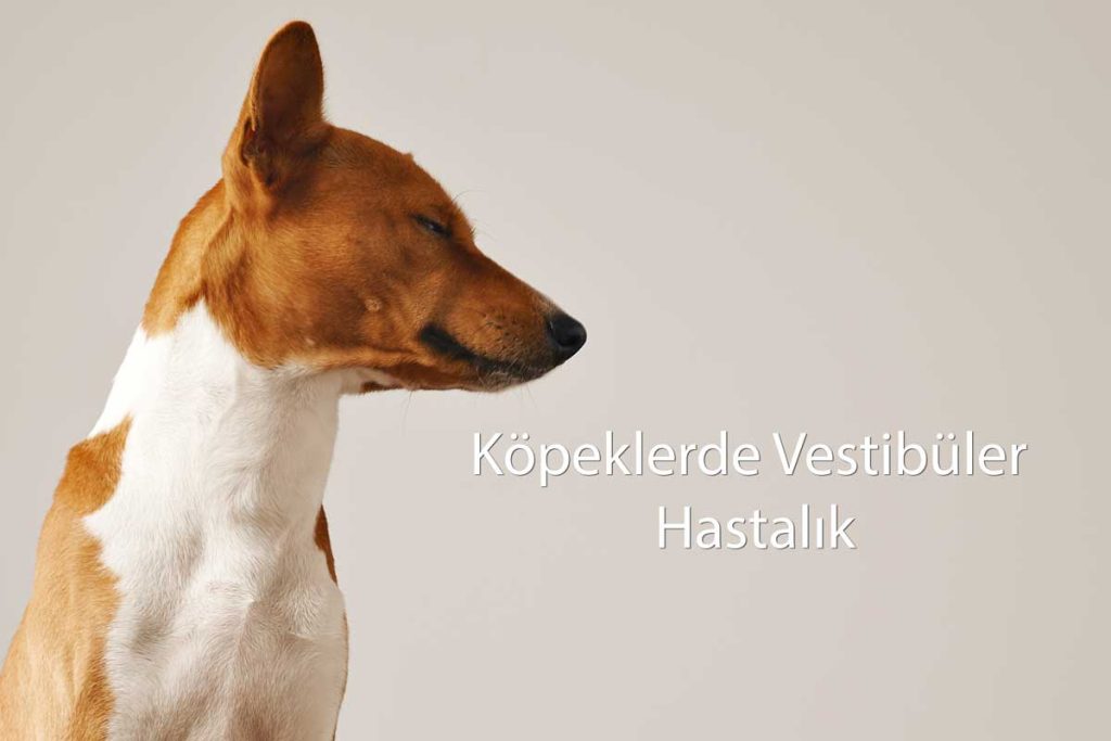 Köpeklerde Vestibüler Hastalık Nedir ve Tedavisinden Neler Yapılmalı?