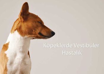 Köpeklerde Vestibüler Hastalık Nedir ve Tedavisinden Neler Yapılmalı?