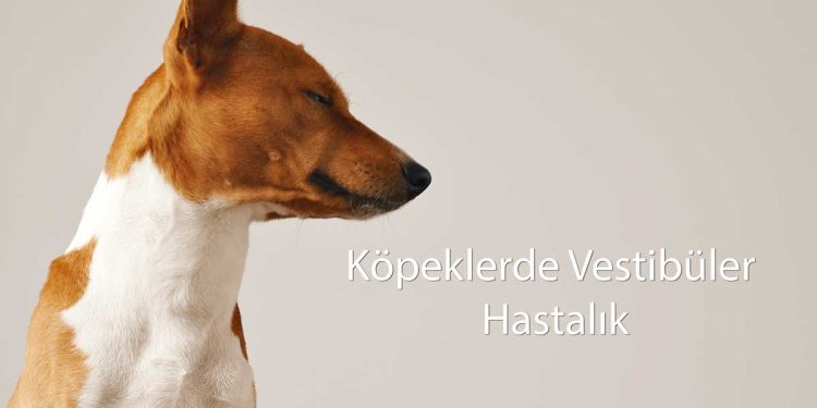 Köpeklerde Vestibüler Hastalık Nedir ve Tedavisinden Neler Yapılmalı?