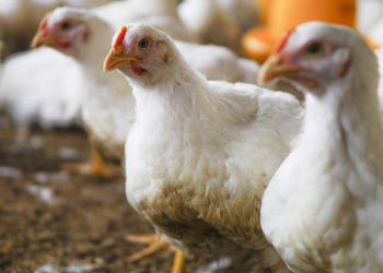 Tavuklarda Gut Hastalığı