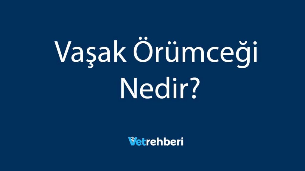 Vaşak Örümceği Nedir?