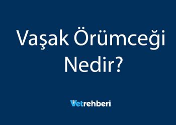Vaşak Örümceği Nedir?