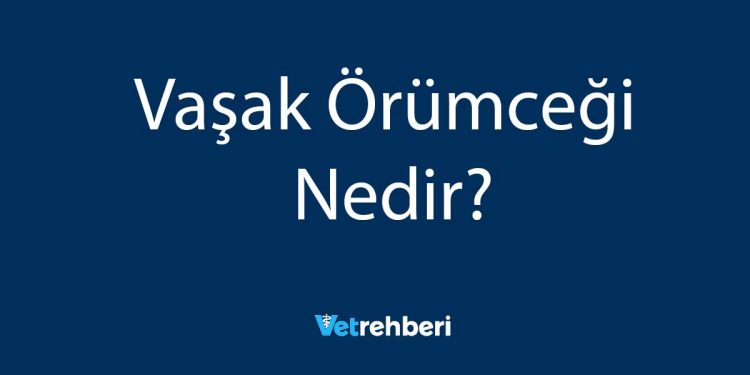 Vaşak Örümceği Nedir?