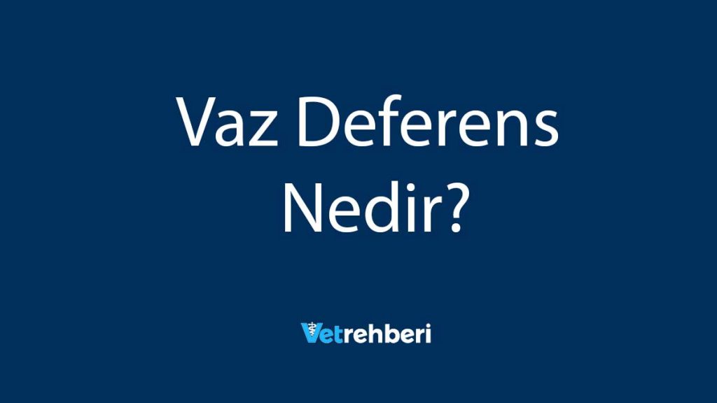 Vaz Deferens Nedir?