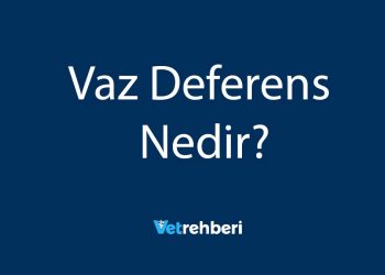 Vaz Deferens Nedir?