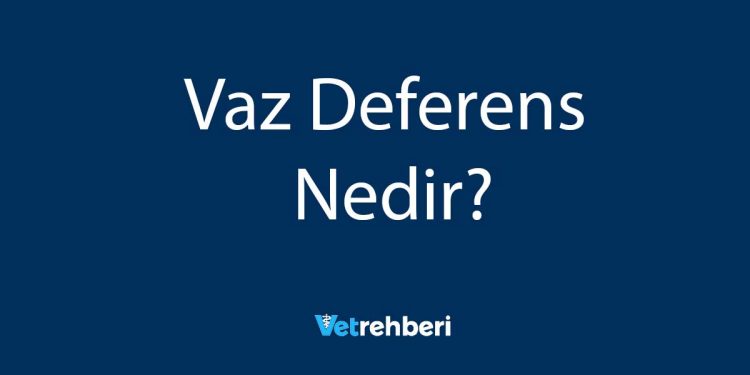 Vaz Deferens Nedir?