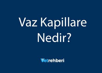 Vaz Kapillare Nedir?