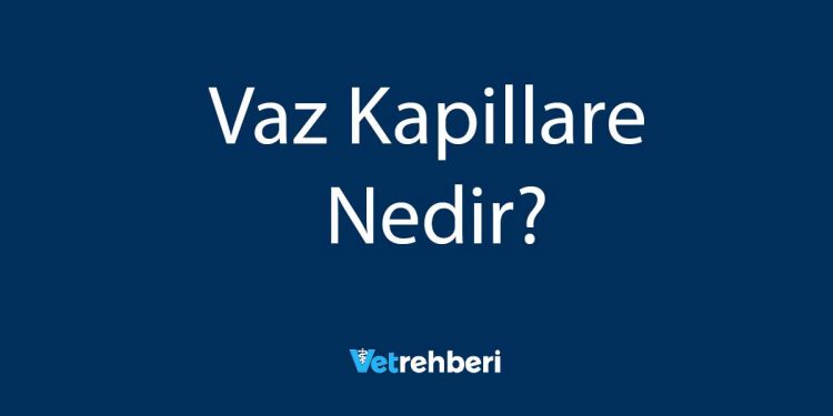 Vaz Kapillare Nedir?