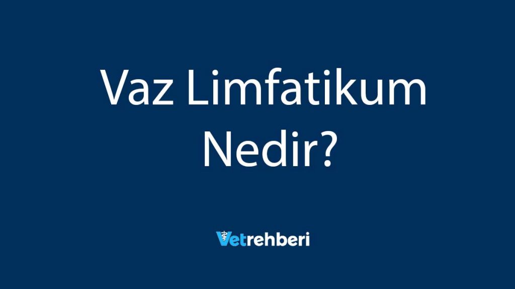 Vaz Limfatikum Nedir?