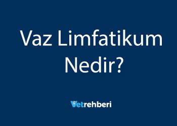 Vaz Limfatikum Nedir?