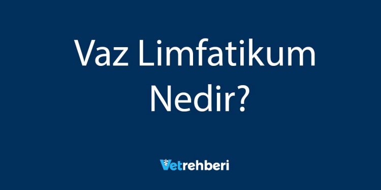 Vaz Limfatikum Nedir?