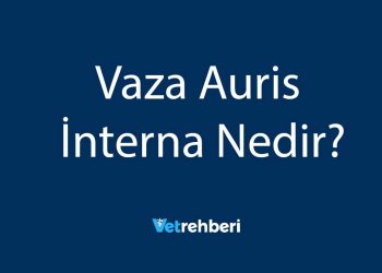 Vaza Auris İnterna Nedir?