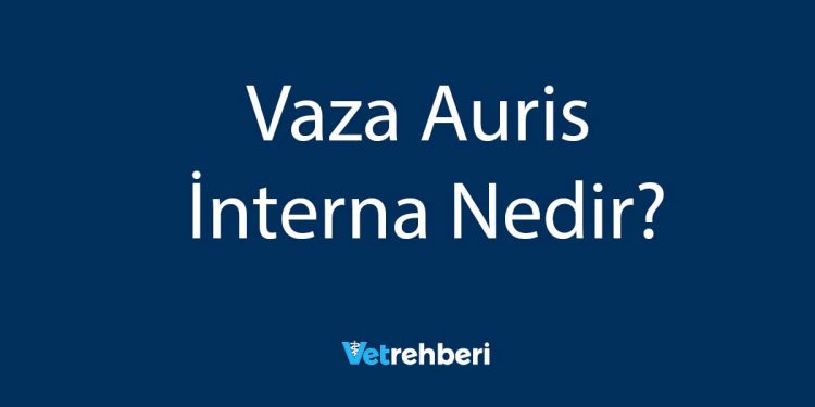 Vaza Auris İnterna Nedir?