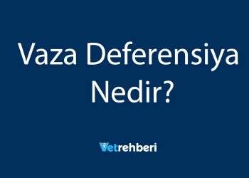 Vaza Deferensiya Nedir?