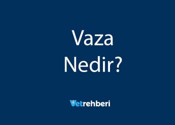 Vaza Nedir?
