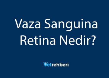 Vaza Sanguina Retina Nedir?