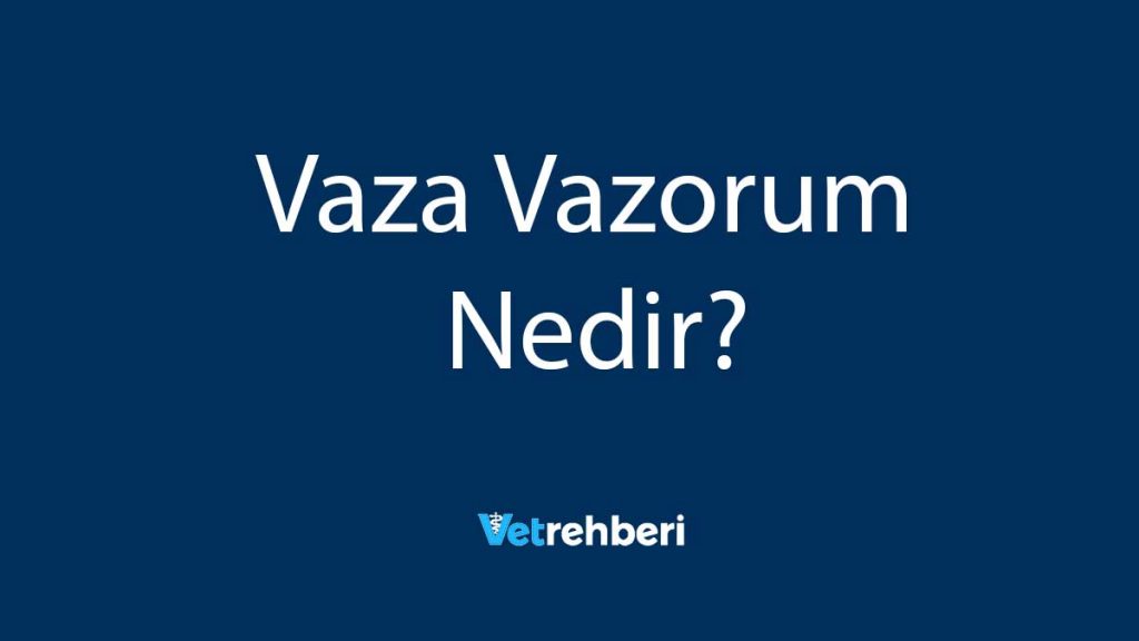 Vaza Vazorum Nedir?