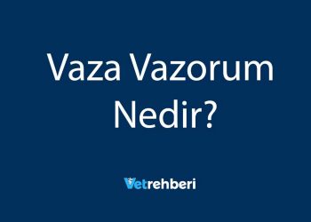 Vaza Vazorum Nedir?