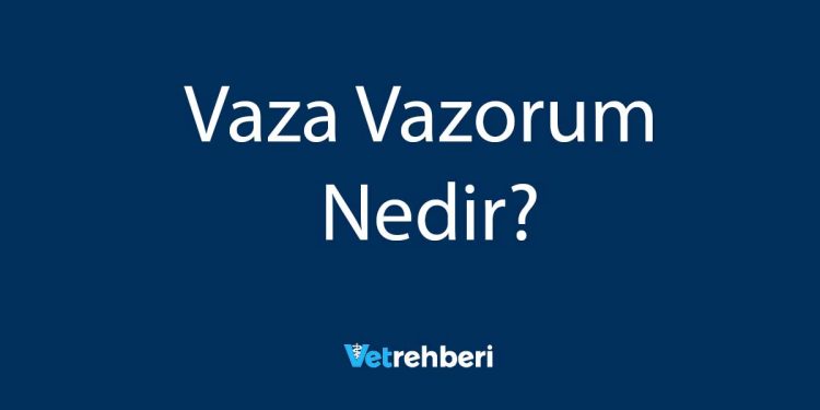 Vaza Vazorum Nedir?