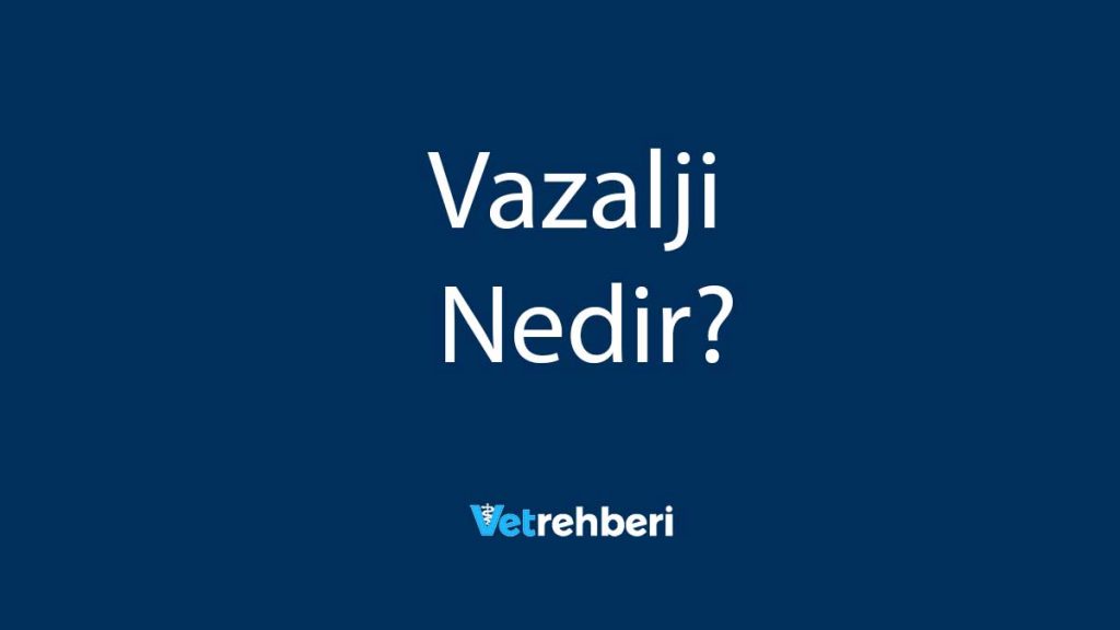 Vazalji Nedir?