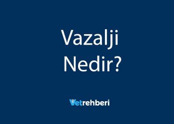 Vazalji Nedir?