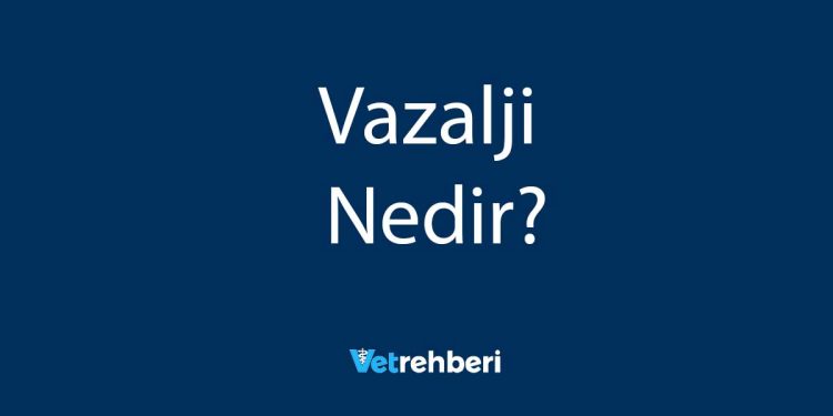 Vazalji Nedir?