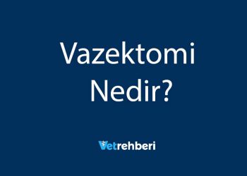 Vazektomi Nedir?