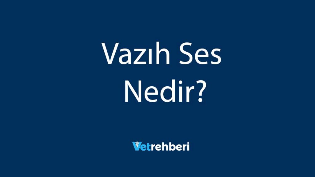 Vazıh Ses Nedir?