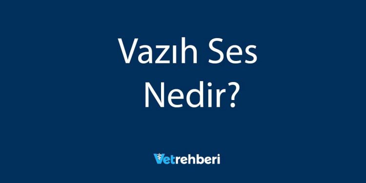 Vazıh Ses Nedir?