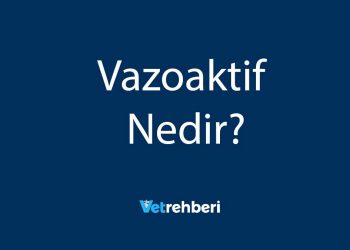 Vazoaktif Nedir?