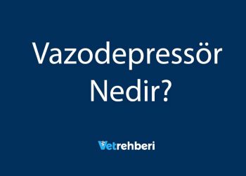 Vazodepressör Nedir?