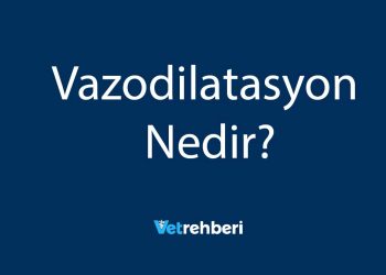 Vazodilatasyon Nedir?