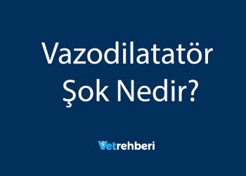 Vazodilatatör Şok Nedir?