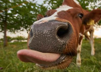 İşkembedeki Hasır