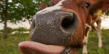 İşkembedeki Hasır