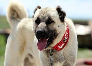 Kangal Köpekleri Hakkında Bilgiler