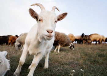 Sığır, Koyun ve Keçi Neden Kaşınır?