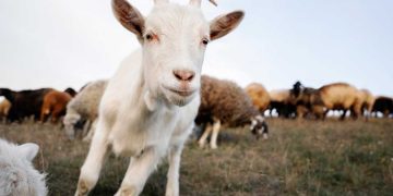 Sığır, Koyun ve Keçi Neden Kaşınır?