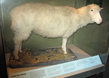 Üç Annesi Olup Babası Olmadan Dünyaya Gelen Koyun DOLLY Hikayesi