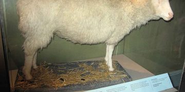 Üç Annesi Olup Babası Olmadan Dünyaya Gelen Koyun DOLLY Hikayesi