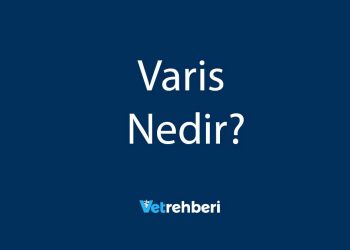 Varis Nedir?