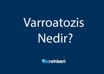 Varroatozis Nedir?