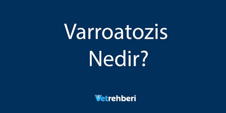 Varroatozis Nedir?