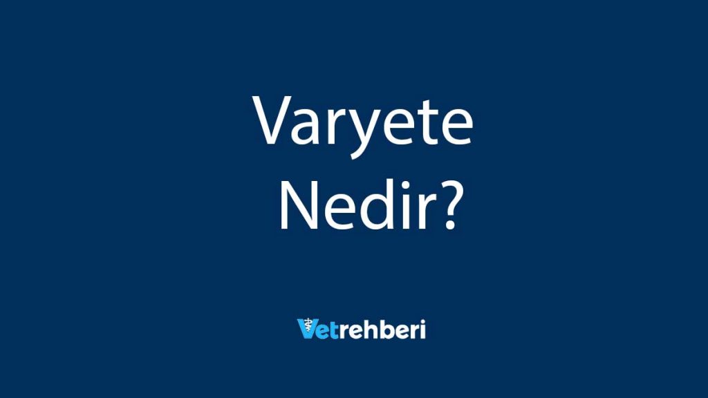 Varyete Nedir?