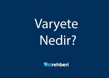 Varyete Nedir?