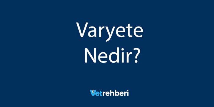 Varyete Nedir?