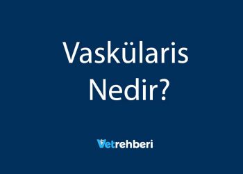 Vaskülaris Nedir?